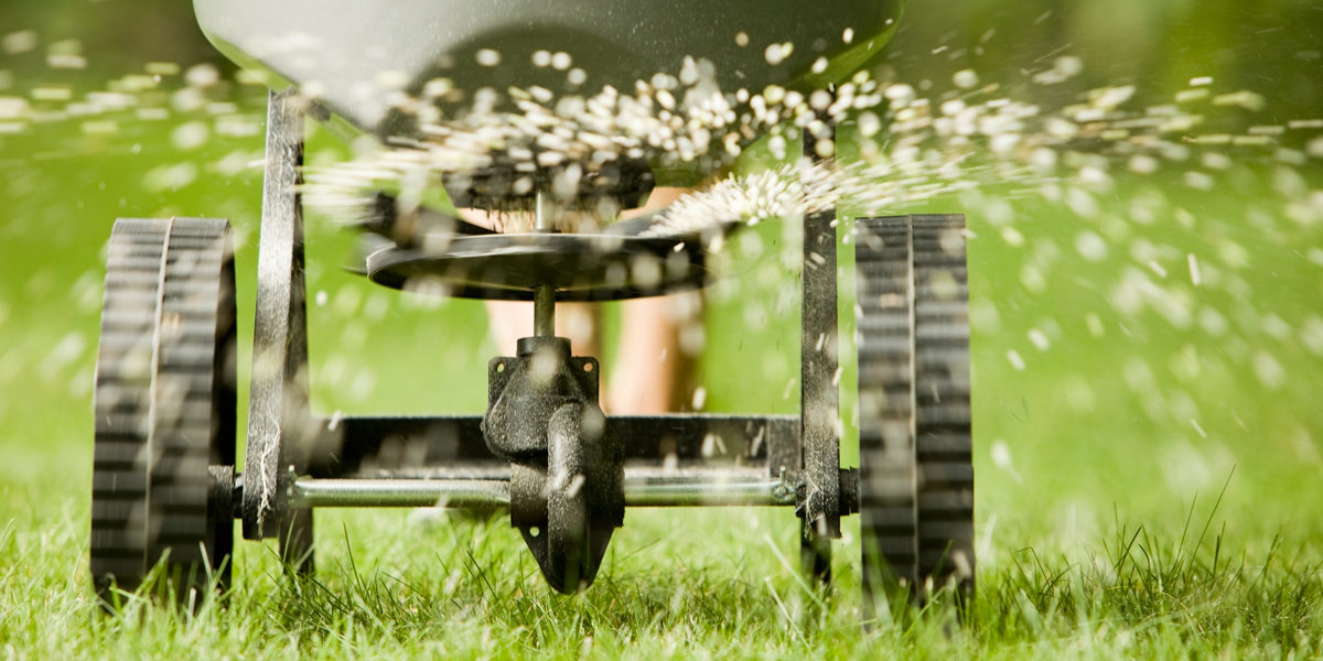 Close up of spreading fertilizer on a lawn